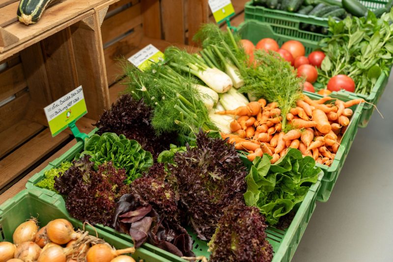 Auswahl an frischem Feldhof-Gemüse der Stiftung MBF – Salate, Fenchel und Rüebli aus nachhaltigem Anbau.